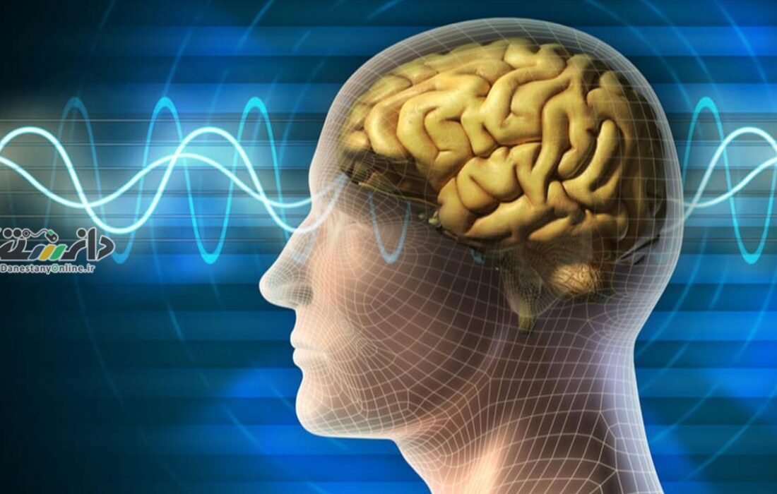 عملکرد مغز در رابطه با چاقی مؤثر است