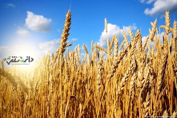 پرداخت ۶۷ هزار میلیارد تومان از مطالبات گندمکاران