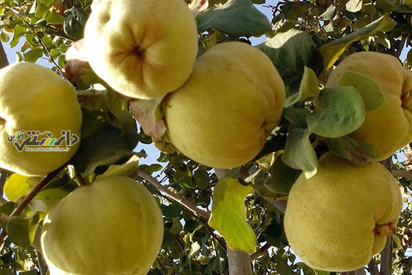 میوه «به» چه خواصی دارد؟