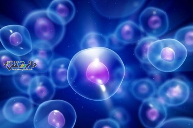 افزایش ظرفیت رشد سلول ها با مهار نوعی پروتئین