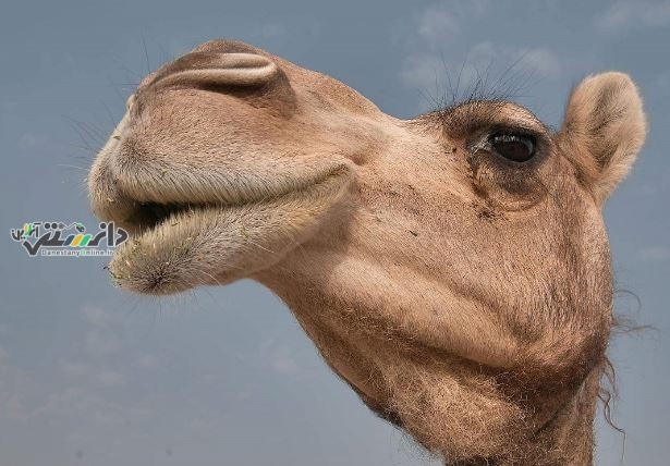 نتیجه بازی ایران و انگلیس معلوم شد!