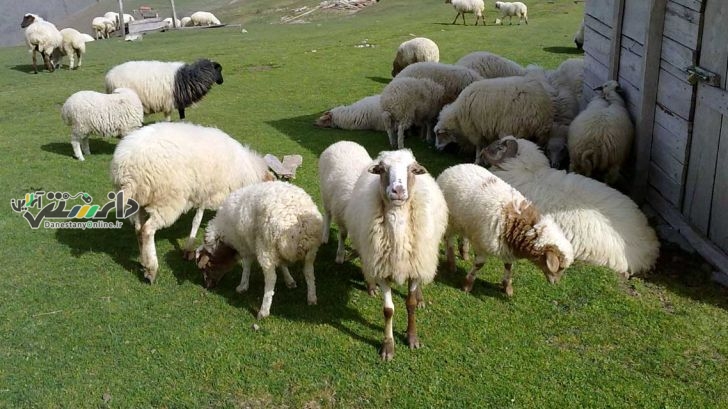 اعلام زمان برگزاری همایش «دام سالم، غذای سالم، انسان سالم»