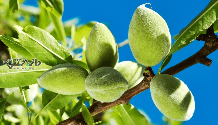دانستنی سلامتی / بادام های مخصوص لاغری!