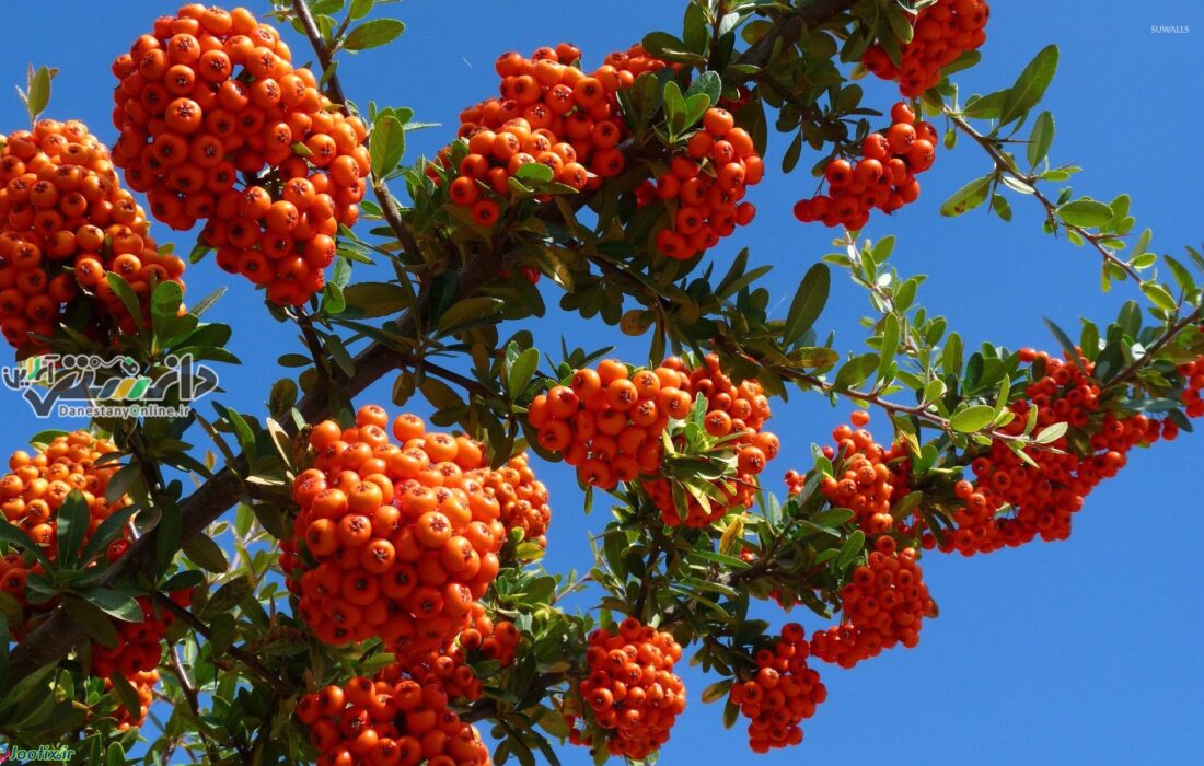 دانستنی سلامتی / پاکسازی ریه از عفونت با این میوه پاییزی