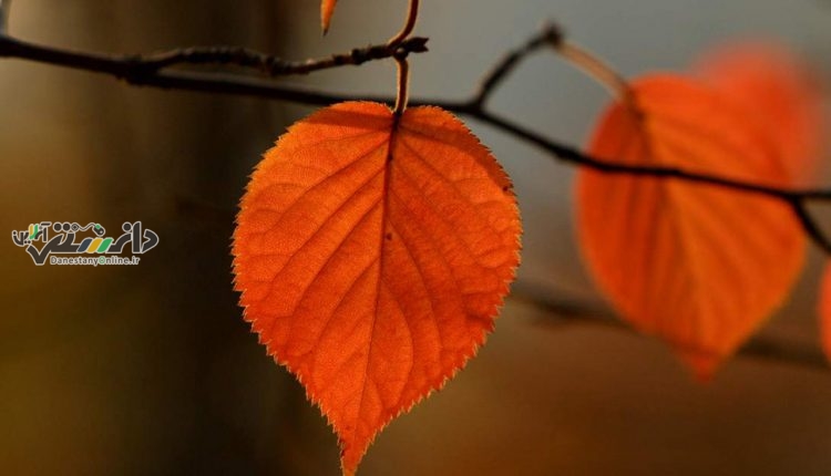 با اینا پاییزو سر کنید …