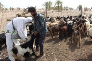 کسانی که میخواهند جلوی صادرات را بگیرند قصدشان تسلط بر بازار دام است