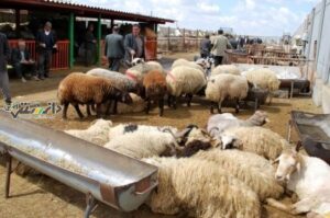 کسانی که میخواهند جلوی صادرات را بگیرند قصدشان تسلط بر بازار دام است