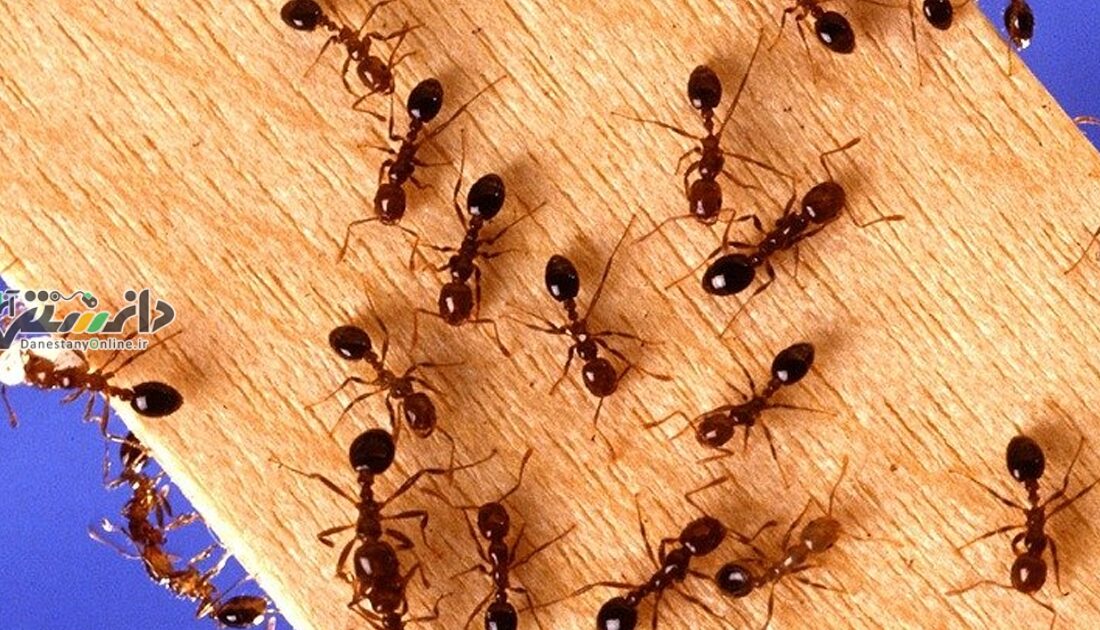 31 دانستنی جالب درباره مورچه /دانستنی حیوانات