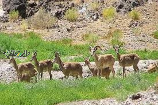 تلاش محیط بانان درغذارسانی به حیات وحش درمناطق چهارگانه محیط زیست