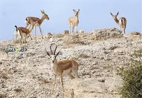 نخستین خانه محیط زیست کردستان