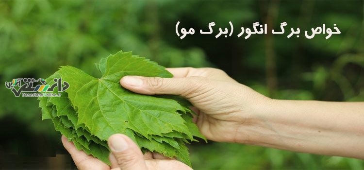 خواص بینظیر برگ انگور
