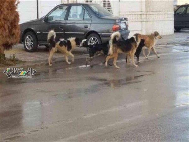 قانونی برای ساماندهی سگهای بلاصاحب وجود ندارد