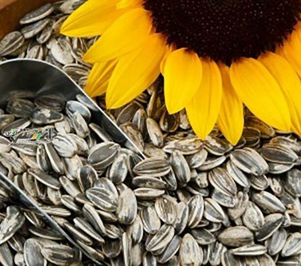 عوارض مصرف تخمه شور چیست؟