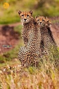 یوز پلنگ گونه ای درحال انقراض