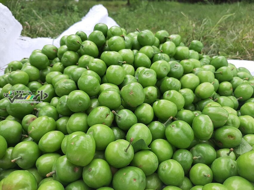 گوجه سبز ۴ میلیون و چغاله بادام ۱.۵ میلیون تومان شد