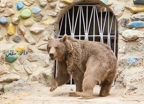 بازدید ۲۰ هزار نفر از پارک حیات وحش صفه اصفهان