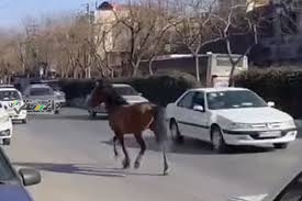 اسب های سرگردان در خیابان های مشهد و وحشت شهروندان