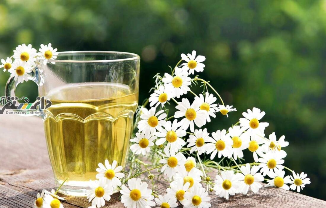 گل بابونه درمانی برای چاقی