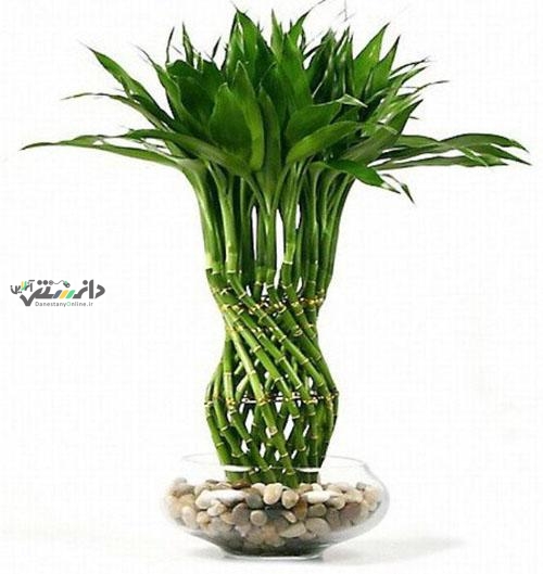 شرایط نگهداری گیاه بامبو در آب و خاک