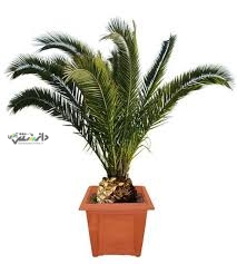 روش نگهداری نخل زینتی