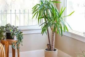 گیاهان حساس به نور