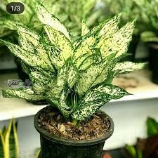 راهنمای مراقبت و پرورش گیاه آگلونما نخشیدو