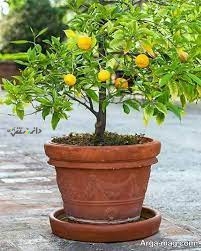 کاشت نهال نارنج در گلدان