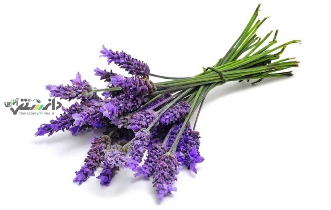 گیاهی که گنجینهای از خواص درمانی است