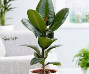 پرورش و نگهداری درختچه فیکوس الاستیکا در خانه + آفات و مشکلات