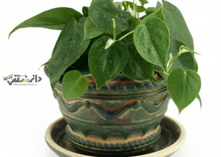 دانستنی گیاهان/گیاه فیلودندرون برگ قلبی