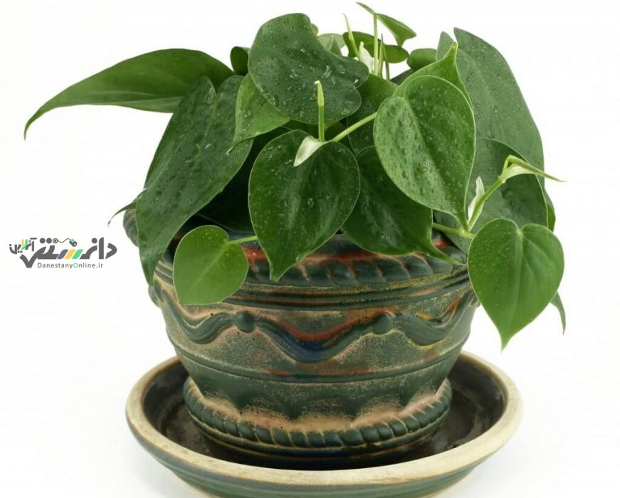 دانستنی گیاهان/گیاه فیلودندرون برگ قلبی