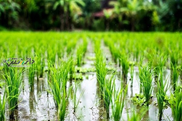 دانستنی اقتصادی\ پیش بینی ۷۱ میلیارد تومان اعتبار برای اجرای جهش تولید برنج
