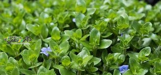 دانستنی طب سنتی/خاصیت دارویی باکوپا