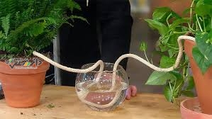 دانستنی گیاهان/روشهای آبرسانی به گیاهان در هنگام سفر
