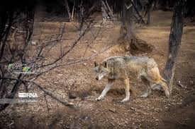 دانستنی اخبار /حمله گرگ ها برای دومین بار به روستایی در خوی
