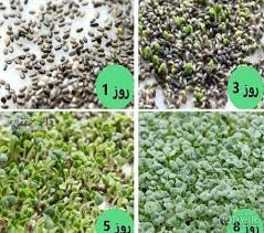 دانستنی خانه داری/آموزش کاشت سبزه سیاه دانه برای عید بدون خاک