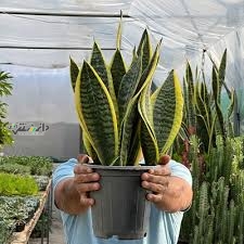 دانستنی گیاهان /چگونه از زرد شدن برگهای سانسوریا جلوگیری کنیم؟