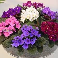 دانستنی گیاهان /پرورش و نگهداری بنفشه آفریقایی