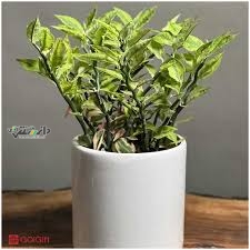 دانستنی گیاهان آپارتمانی/روش نگهداری گل پدیلانتوس