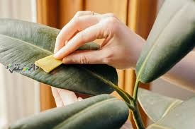دانستنی پرورش گیاهان/برگ گیاهان خانگی را چگونه تمیز کنیم؟