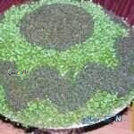 دانستنی خانه داری/روش کاشت سبزه فوری و دو رنگ