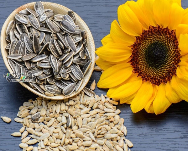 دانستنی پزشکی /تخمه آفتابگردان برای مبتلایان به دیابت و کبد چرب مضر است؟