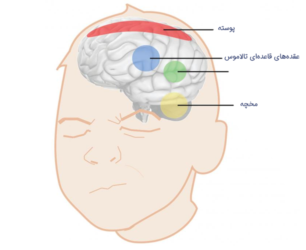 دانستنی سلامتی \چرا تیک عصبی میگیریم؟
