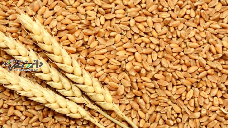 دانستنی اقتصادی /اصلاح قیمت خرید تضمینی لازمه خودکفایی گندم