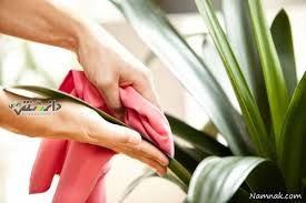 دانستنی گیاهان آپارتمانی/برگ گیاهان خانگی را برای عید چگونه تمیز کنیم؟