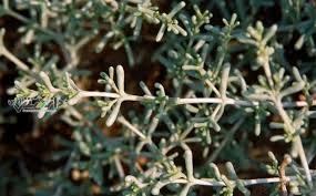 دانستنی سلامت/خاصیت درمانی گیاه اشنان یا چوبک