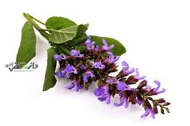 دانستنی طب سنتی/گیاهی معجزه آسا برای سلامت، زیبایی و تناسب اندام