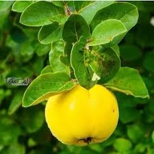 خواص عرق برگ به