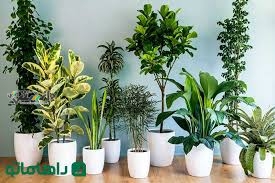 دانستنی گیاهان آپارتمانی/معرفی گیاهان آپارتمانی برای افرادی که زیاد سفر می کنند