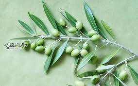 دانستنی طب سنتی/خواص شگفت انگیز برگ زیتون